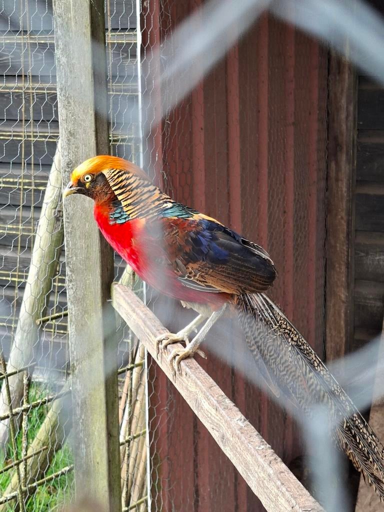 Te koop goudfazant Haan, Mannelijk, Overige soorten