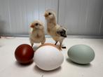 Raszuivere araucana broedeieren te koop, Dieren en Toebehoren, Geslacht onbekend, Kip