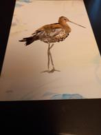 Kaarten Grutto en Kokkels. Ongelopen, Verzenden, Ongelopen, Natuur