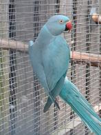 Halsbandparkiet pop, Dieren en Toebehoren, Vogels | Parkieten en Papegaaien, Vrouwelijk, Parkiet