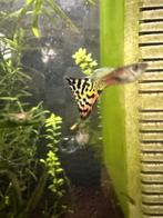 Fancy guppen 1 euro/stuk., Vis