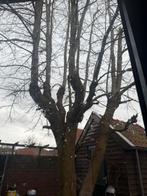 Gratis Amberboom, Tuin en Terras, Planten | Bomen, Bloeit niet, Overige soorten, 250 tot 400 cm, Ophalen