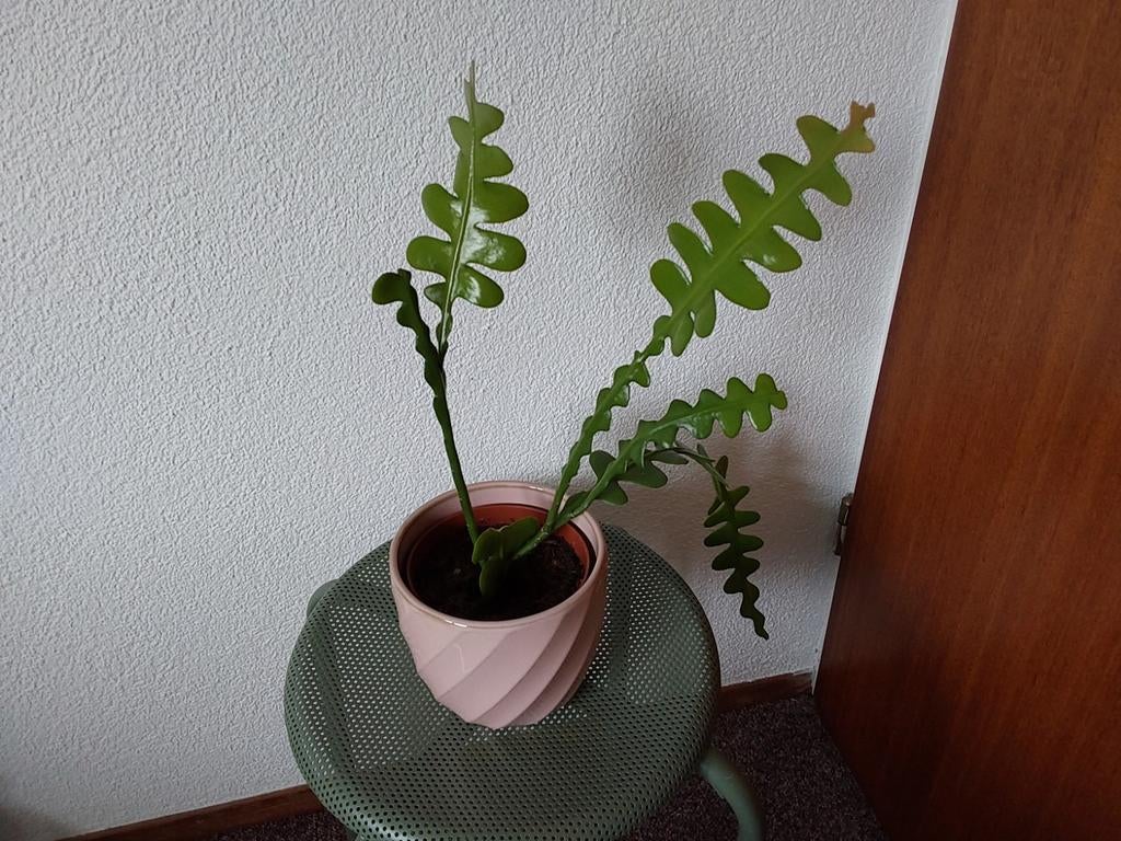 Zaagcactus, Ophalen of Verzenden, Halfschaduw, Minder dan 100 cm
