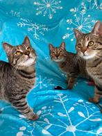 Haal leven in huis – neem drie musketiers!, Kater, Kortharig, 0 tot 2 jaar