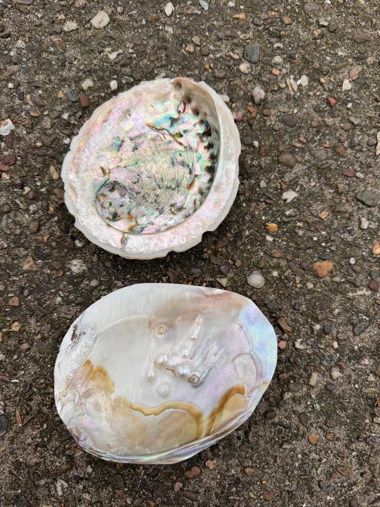 Schelpen parelmoer, Ophalen of Verzenden, Schelp(en)