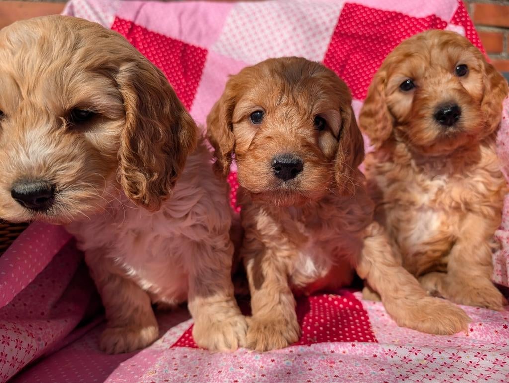Cockapoo pups .engelse cockerspaniel x dwerg poedel, Dieren en Toebehoren, Honden | Retrievers, Spaniëls en Waterhonden, Parvo