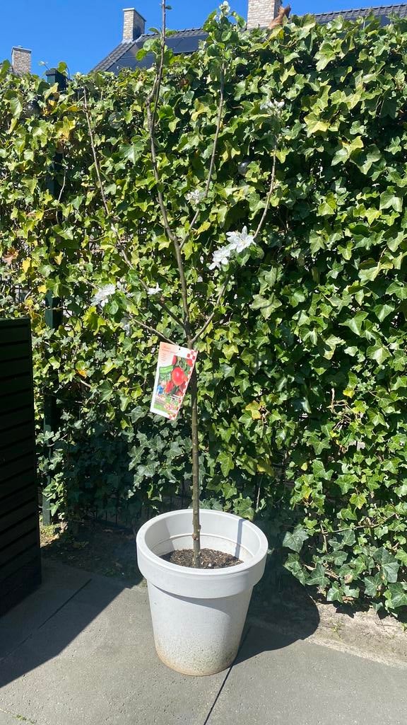 Appelboom, Overige soorten, Lente, 100 tot 250 cm, Ophalen