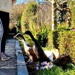 Broedeieren Indische loopeend/Indian Runner beschikbaar, Dieren en Toebehoren, Pluimvee, Geslacht onbekend, Eend