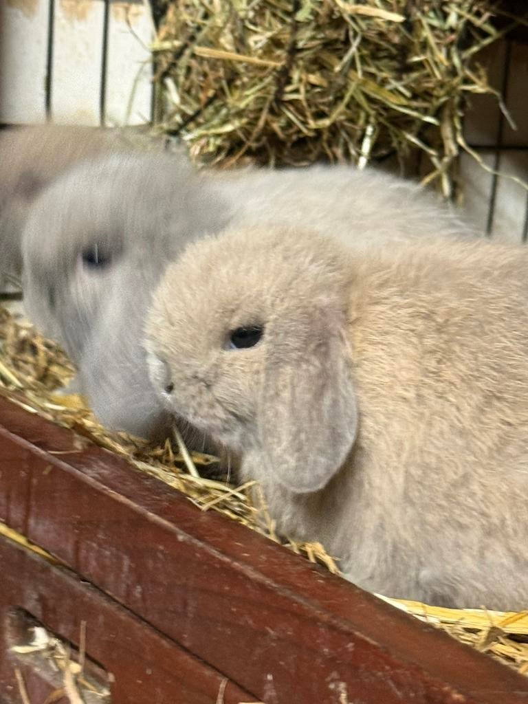 Nederlandse Hangoor Dwergkonijn/minilop. Nw nestjes april’26, Dieren en Toebehoren, Konijnen, Vrouwelijk, Dwerg, Hangoor, 0 tot 2 jaar