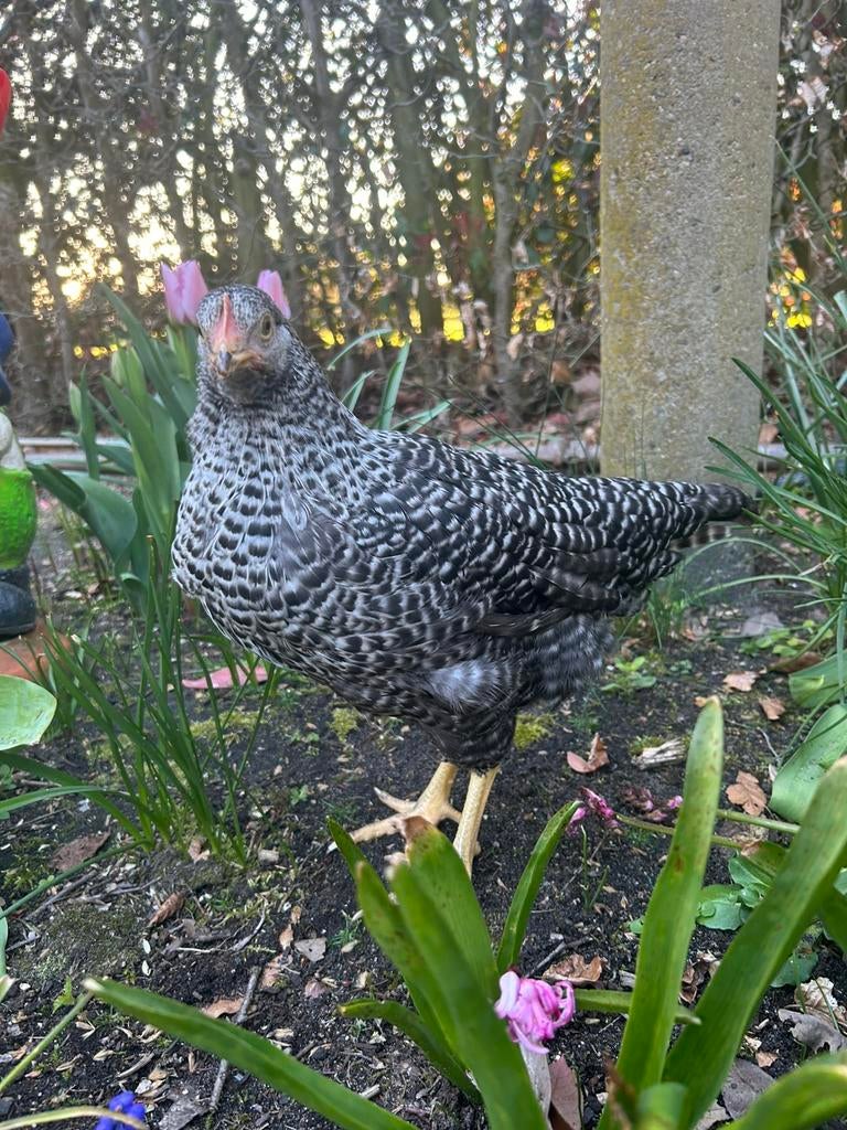Mechelse koekkoek legkippen, Dieren en Toebehoren, Vrouwelijk, Kip
