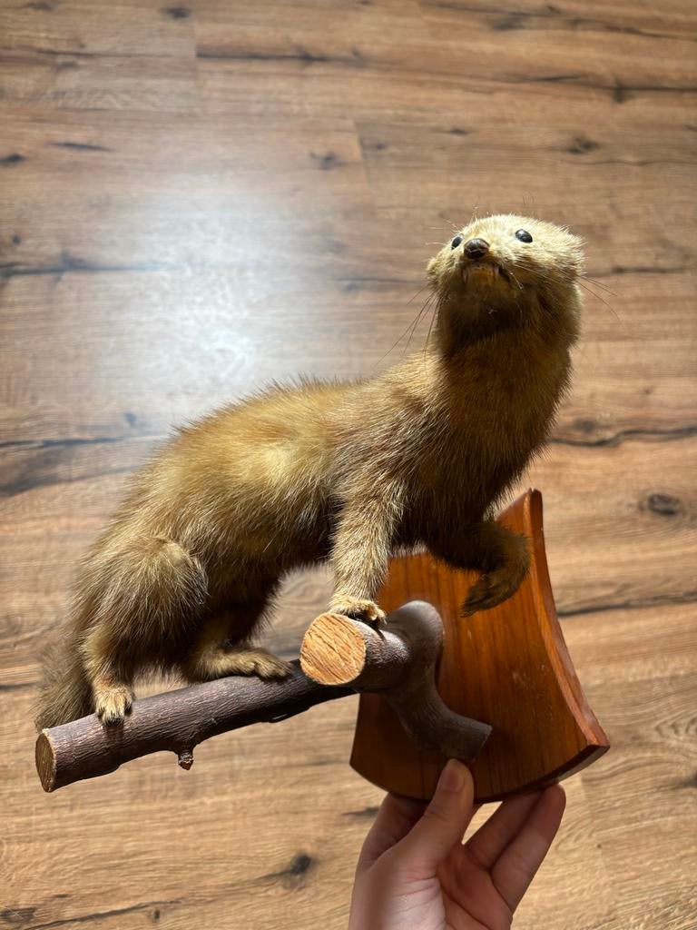 Opgezette bunzing - Taxidermie, Ophalen, Gebruikt