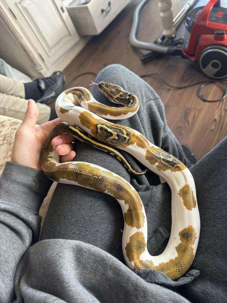 Tijgerpython.  Pied.  Man.  2025. Inruil mogelijk., Dieren en Toebehoren, Reptielen en Amfibieën, Slang, 0 tot 2 jaar