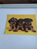 DRIE JONGE  YORKSHIRE TERRIER PUPS 1970, Ophalen of Verzenden, Overige thema's