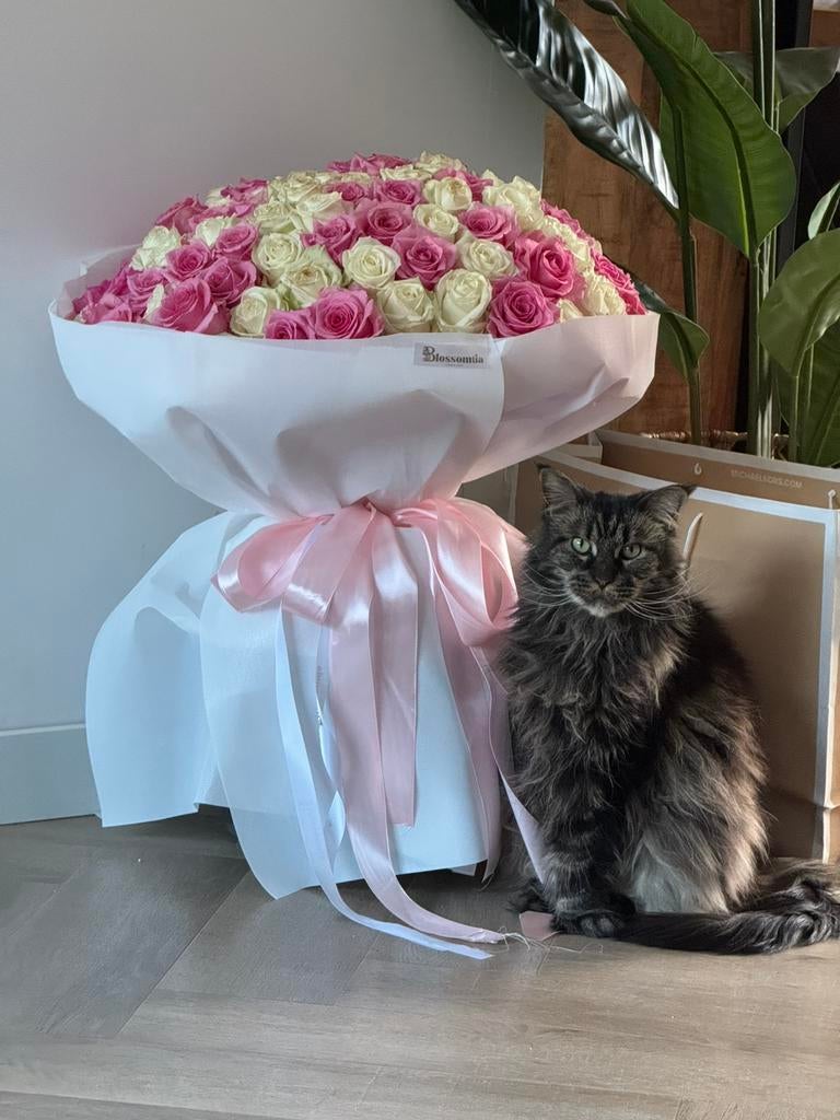 Maine coon poes met stamboom. Angel, Dieren en Toebehoren, Poes, Met stamboom