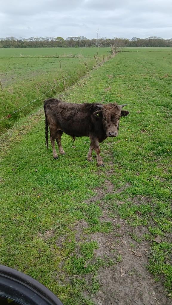 Dahomy stier, Mannelijk