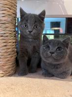 Nog 1 britse korthaar mannetje!, Kater, Ontwormd