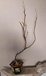 Wisteria Floribunda Red bonsai 105cm, Ophalen, Bloeit niet, Halfschaduw, Overige soorten