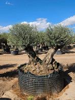 PALMBOMEN, OLIJFBOMEN & ANDERE MEDITERRANE BOMEN EN PLANTEN, Volle zon, Ophalen of Verzenden, 100 tot 250 cm, Olijfboom