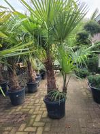 Super mooie Trachycarpus fortunei palmboom dubbel stam, Volle zon, Vaste plant, Bloeit niet, Ophalen