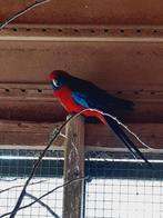 Penant man, Dieren en Toebehoren, Vogels | Parkieten en Papegaaien, Mannelijk, Papegaai