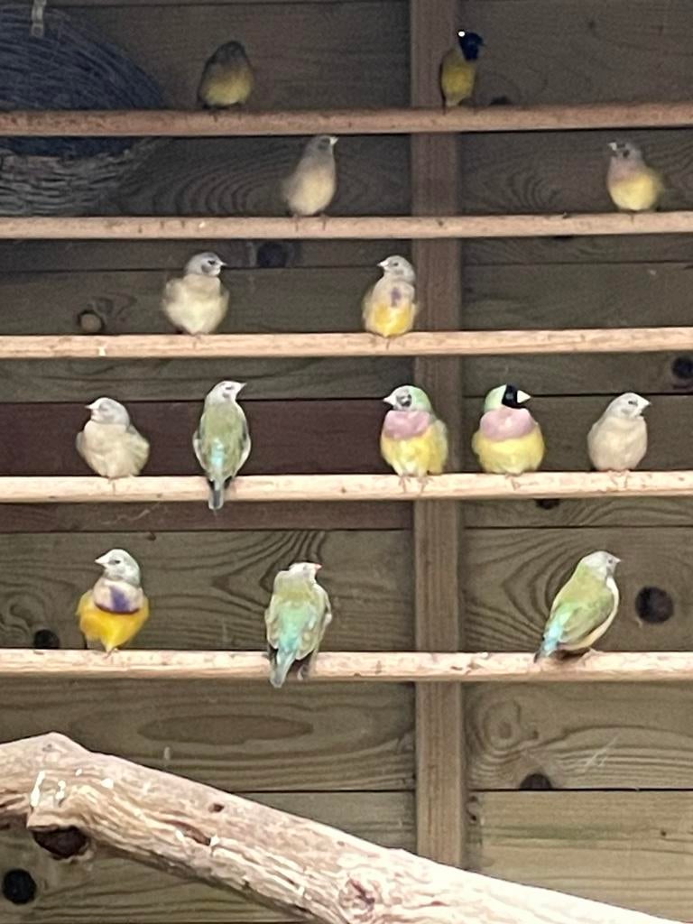 Jonge goulds, gould ammadine, Meerdere dieren