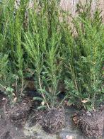 Taxus baccata (conifeer soort), Tuin en Terras, Halfschaduw, Overige soorten, Lente, Minder dan 100 cm