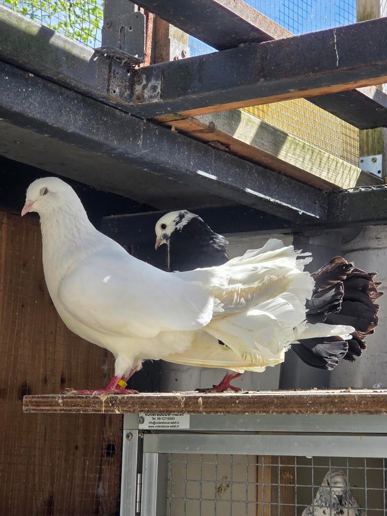 Palstarduiven, Dieren en Toebehoren, Vogels | Duiven