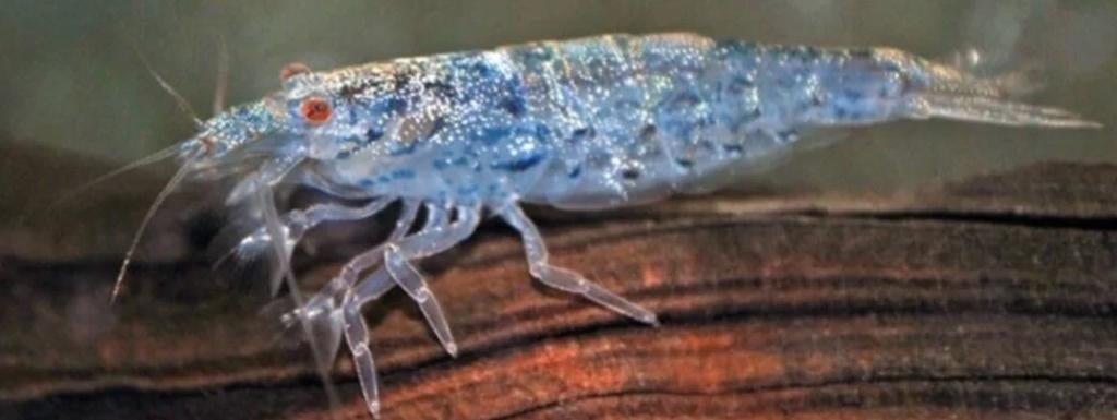 Filipijnse Waaierhandgarnaal (Atyoida pilipes), Dieren en Toebehoren, Vissen | Aquariumvissen, Vis, Zoetwatervis