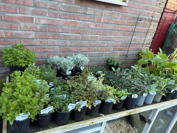 Groenten, kruiden, bloemen en vaste planten - hobbykwekerij, Tuin en Terras, Planten | Tuinplanten, Overige soorten, Volle zon