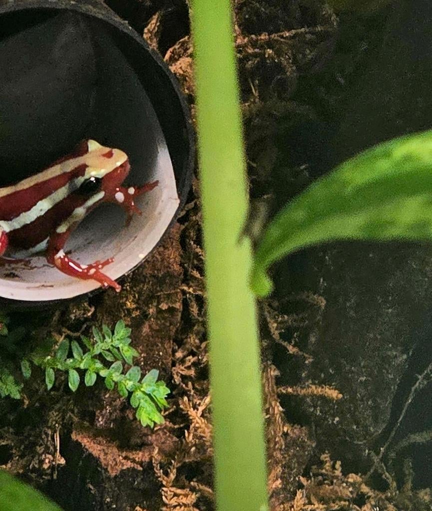 Tricolor kikkertjes huisdier Frog - unknown for sale from Let