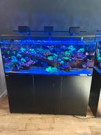 Red sea reefer 525xl met lampen maar zonder levende haven, Dieren en Toebehoren, Ophalen, Leeg aquarium