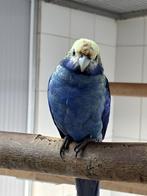 Blauwwang Rosella, Meerdere dieren, Parkiet, Geringd