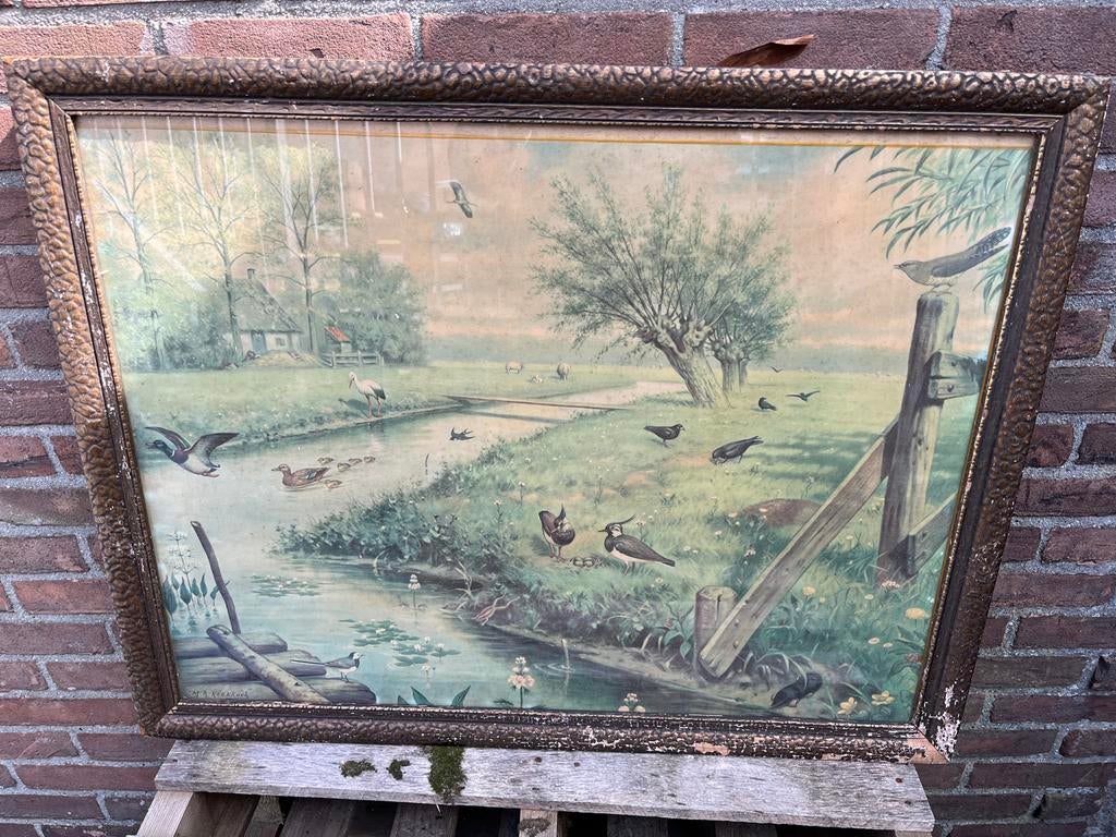 Antieke schoolplaten M.A. Koekoek - Origineel ingelijst, Antiek en Kunst, Antiek | Schoolplaten, Ophalen, Natuur en Biologie