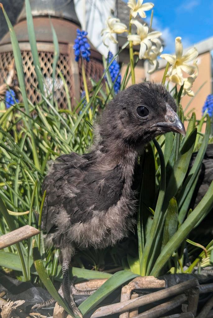 5 prachtige jonge kuikens, Dieren en Toebehoren, Pluimvee, Kip, Meerdere dieren