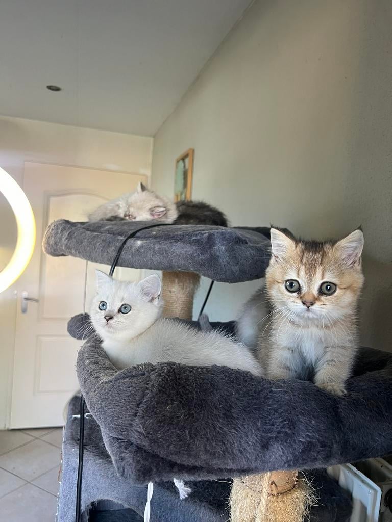 Britse korthaar kittens, Meerdere dieren