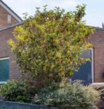 Sierappelboom Malus - Prachtige bloesem en vruchten, Overige soorten, Lente, 100 tot 250 cm, Ophalen