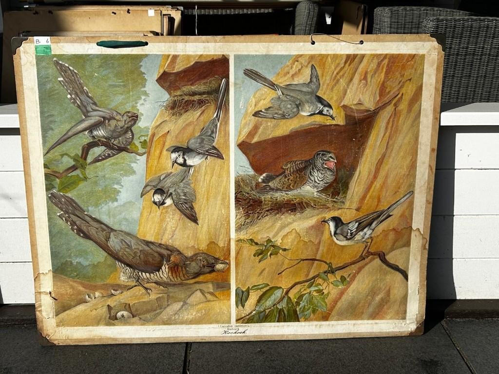 Koekkoek, Ophalen of Verzenden, Natuur en Biologie