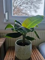 Musa Cavendish Dwarf - Dwergbanaan, Ophalen, Fruitplant, Minder dan 100 cm, Volle zon