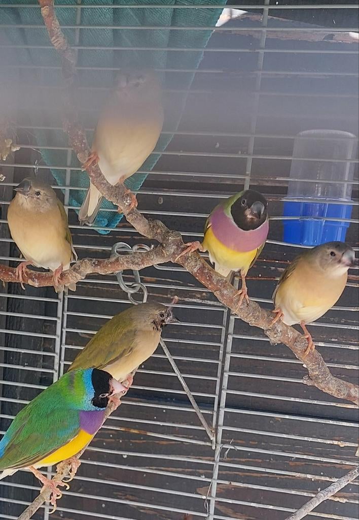 Te koop gekleurde vogels, Dieren en Toebehoren, Vogels | Parkieten en Papegaaien, Mannelijk, Parkiet
