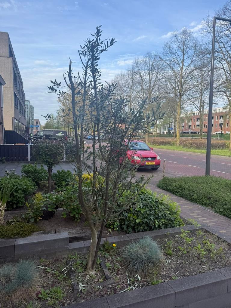 Olijf boom, Tuin en Terras, Planten | Bomen, Volle zon, Bloeit niet, Ophalen of Verzenden, 100 tot 250 cm