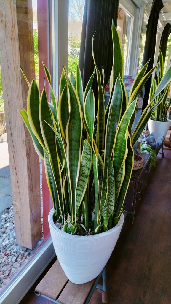 Sansevieria planten , Snake plant, Huis en Inrichting, Kamerplanten, Ophalen of Verzenden, Halfschaduw, Minder dan 100 cm