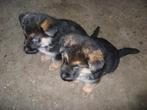 Een nestje Duitse Herder pups, Dieren en Toebehoren, Honden | Herdershonden en Veedrijvers, 8 tot 15 weken, Parvo, Meerdere dieren