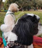 . Hondenoppas Vakantie Hondenopvang, Diensten en Vakmensen, Dieren | Honden | Verzorging, Oppas en Les