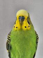 Koppel grasparkieten, Meerdere dieren, Parkiet