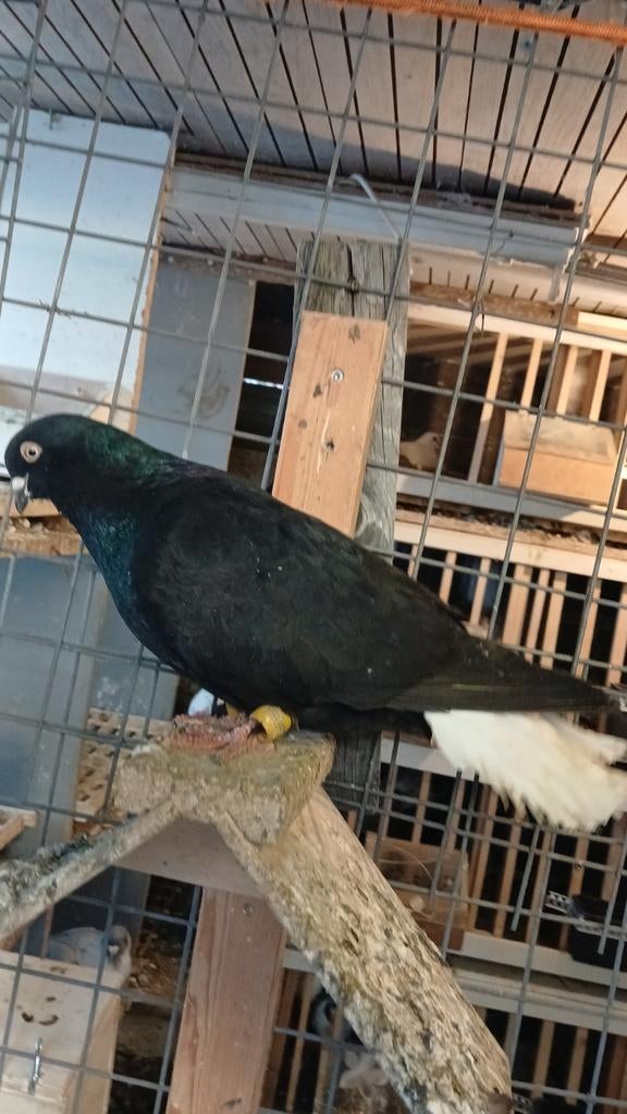 Mannetje duif, Mannelijk, Overige soorten