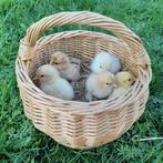 Broedeieren Cochin krielkip met kans op krulveer, Dieren en Toebehoren, Pluimvee, Geslacht onbekend, Kip