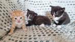 Nog 3  prachtige kittens te koop, Meerdere dieren, Kortharig, 0 tot 2 jaar