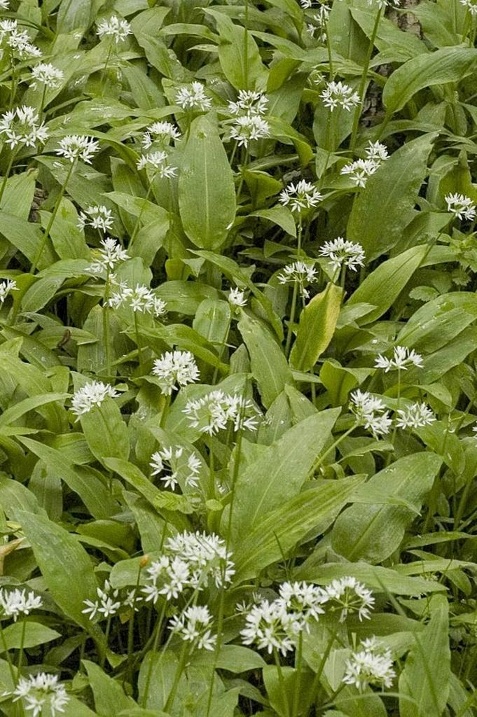 Daslook planten 5 voor 10 euro, Vaste plant, Ophalen of Verzenden, Halfschaduw, Kruiden