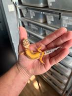 0.1 luipaardgekko, Dieren en Toebehoren, Reptielen en Amfibieën, Hagedis, 0 tot 2 jaar