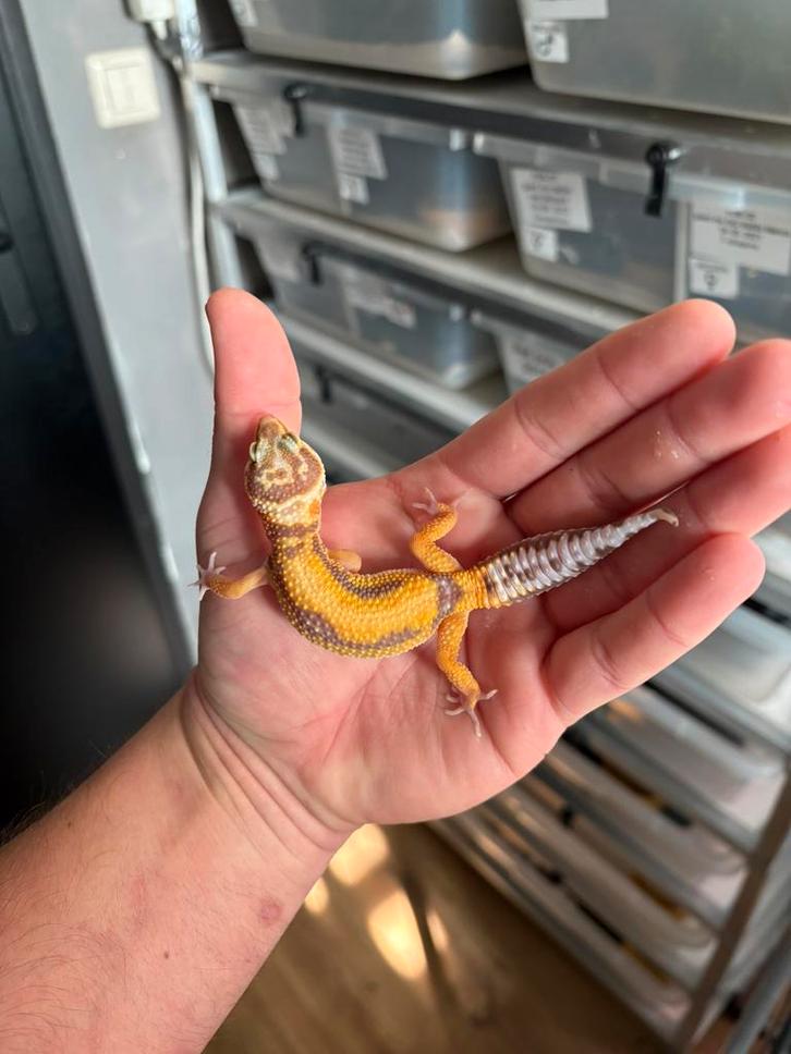 0.1 luipaardgekko Leopard Gecko - female for sale from Midvill